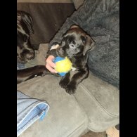 Cane Corso