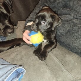 Cane Corso