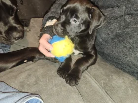 Cane Corso