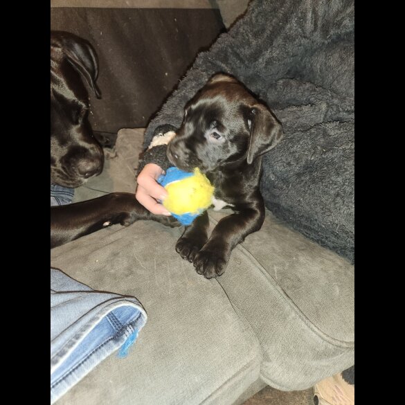 Cane Corso