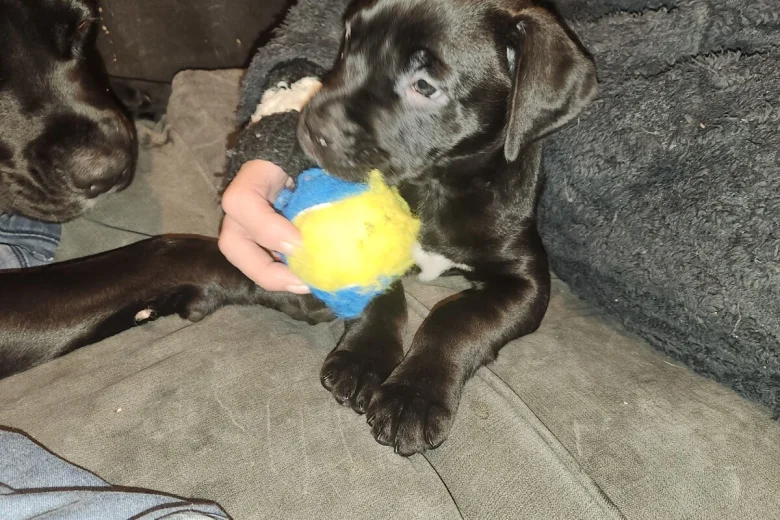 Cane Corso