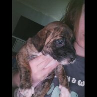 Cane Corso