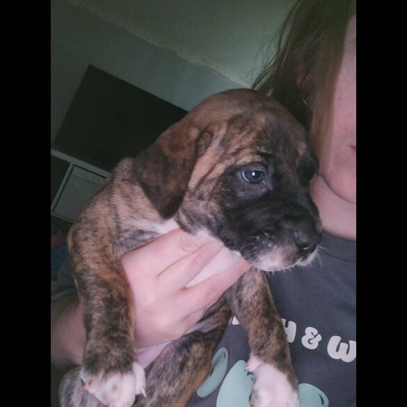 Cane Corso