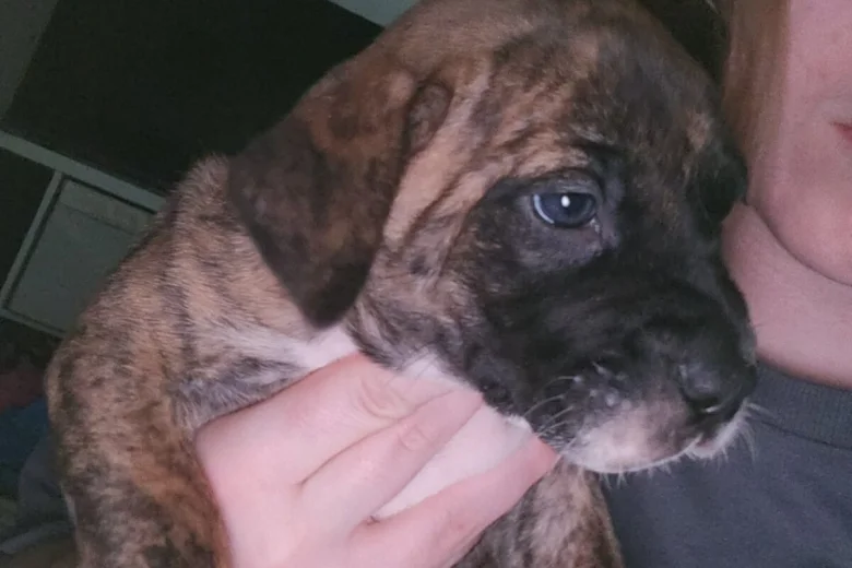 Cane Corso