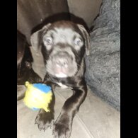 Cane Corso