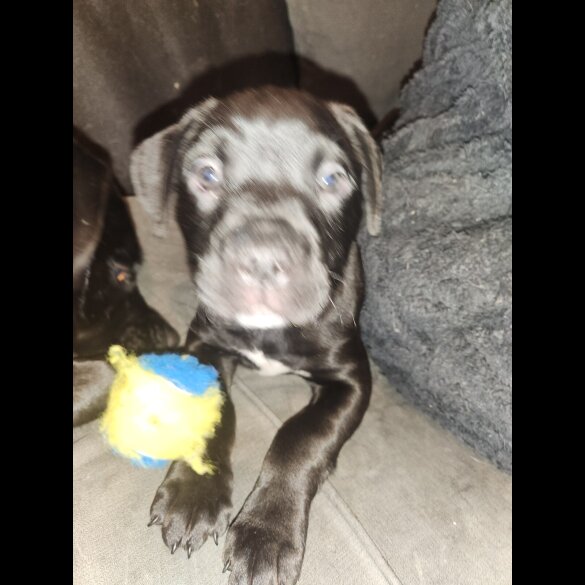 Cane Corso
