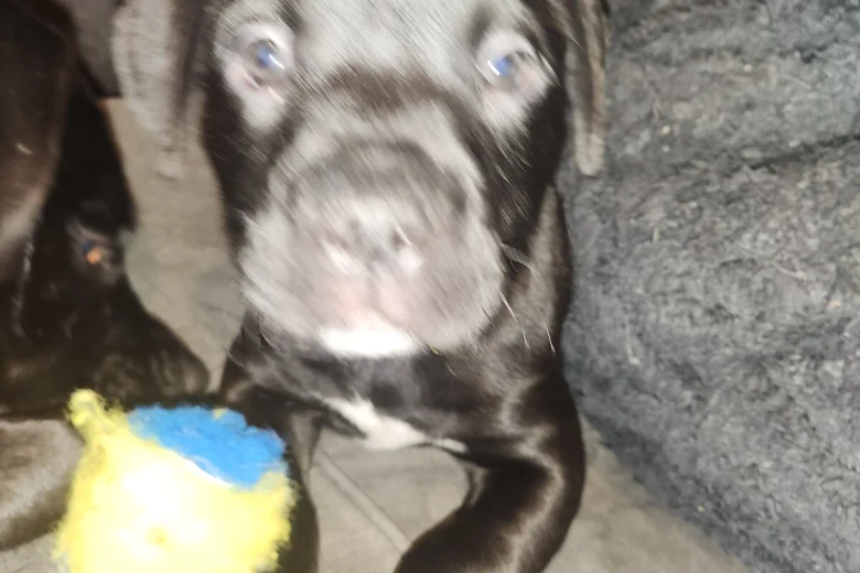 Cane Corso