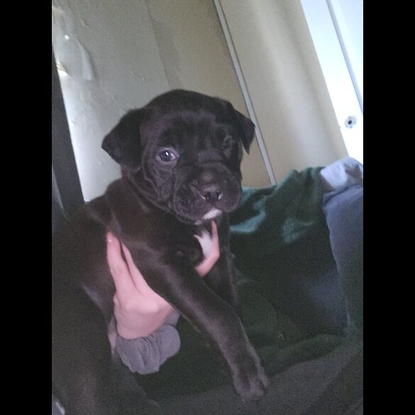 Cane Corso
