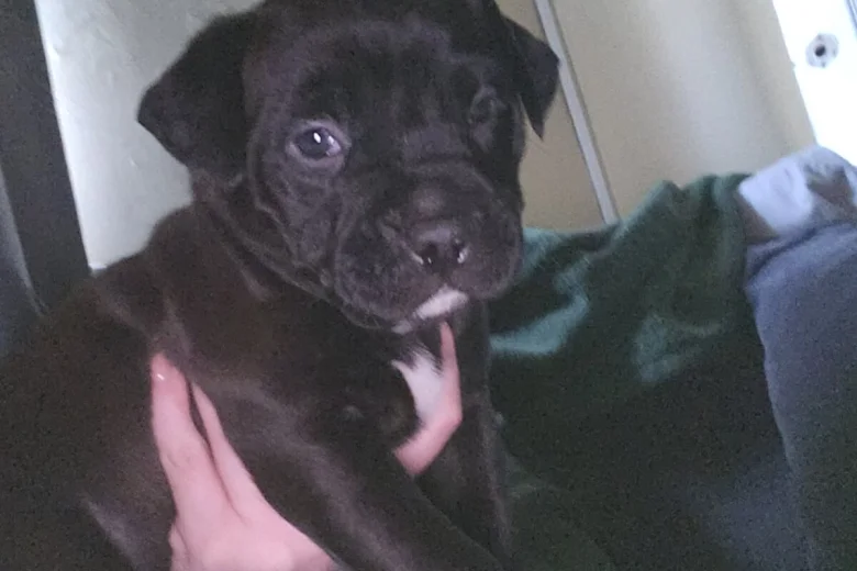 Cane Corso