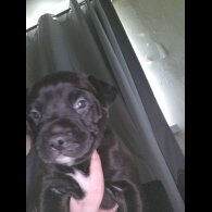 Cane Corso