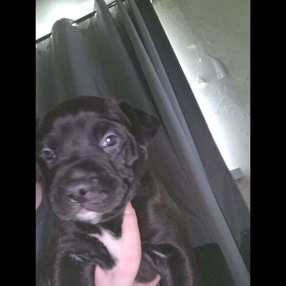 Cane Corso