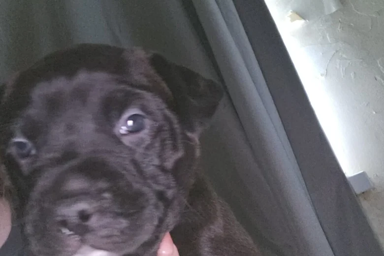 Cane Corso