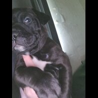 Cane Corso