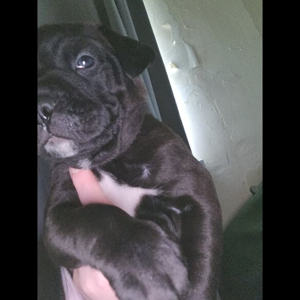 Cane Corso