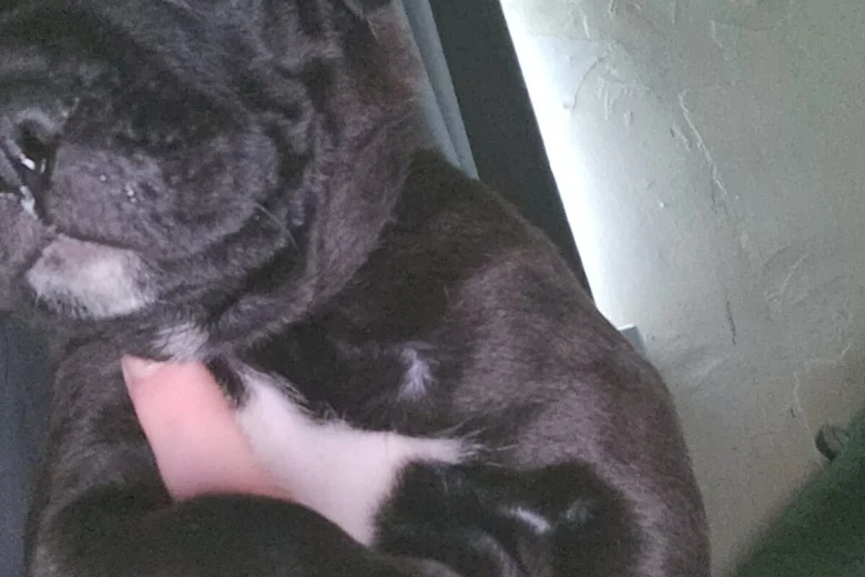 Cane Corso