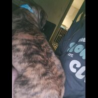 Cane Corso