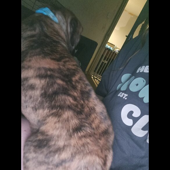 Cane Corso