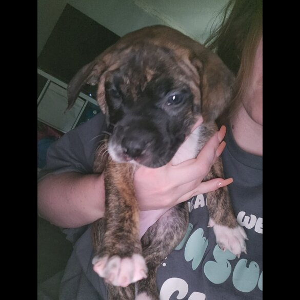 Cane Corso