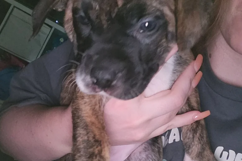 Cane Corso