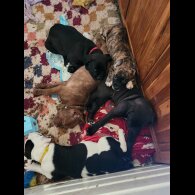 Cane Corso