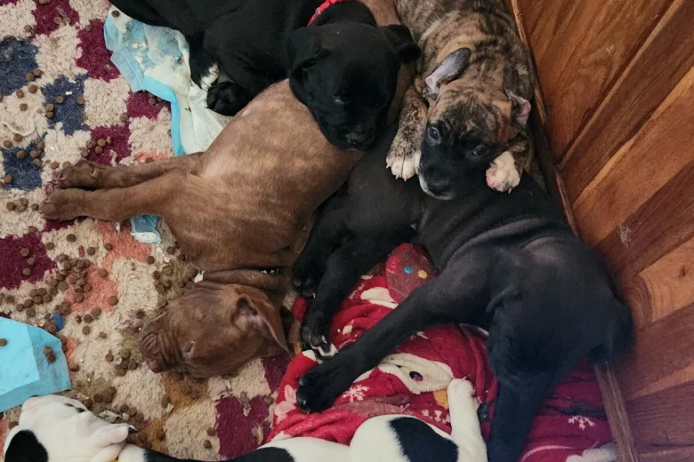 Cane Corso