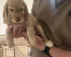 Cocker Spaniel (Show)