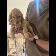 Cocker Spaniel (Show)