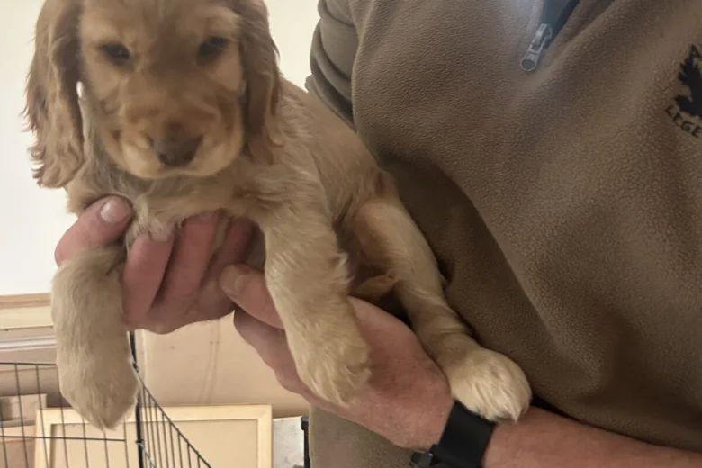 Cocker Spaniel (Show)