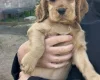 Cocker Spaniel (Show)
