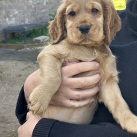 Cocker Spaniel (Show)
