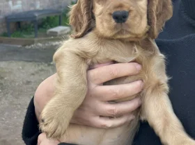 Cocker Spaniel (Show)