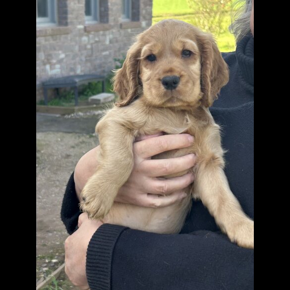 Cocker Spaniel (Show)