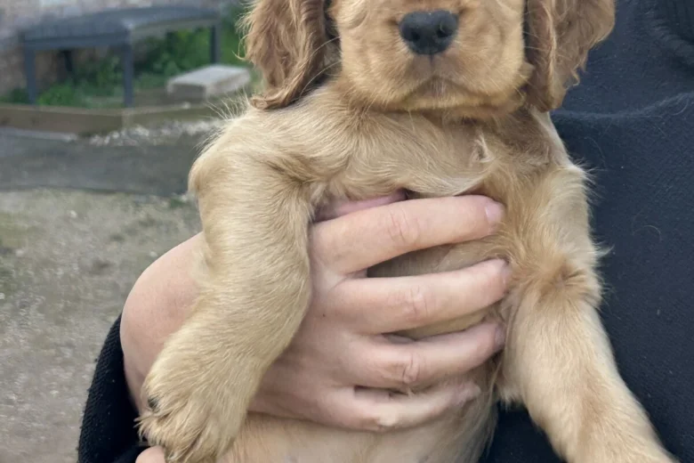 Cocker Spaniel (Show)