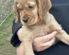 Cocker Spaniel (Show)