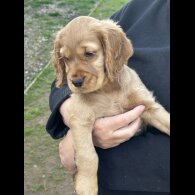 Cocker Spaniel (Show)