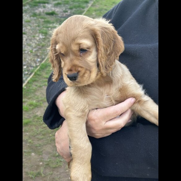 Cocker Spaniel (Show)