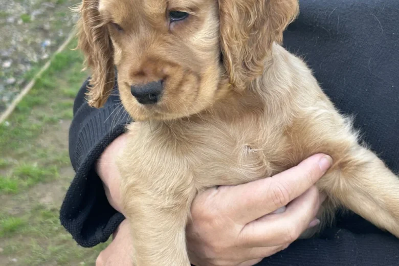 Cocker Spaniel (Show)