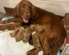 Cocker Spaniel (Show)