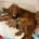 Cocker Spaniel (Show)