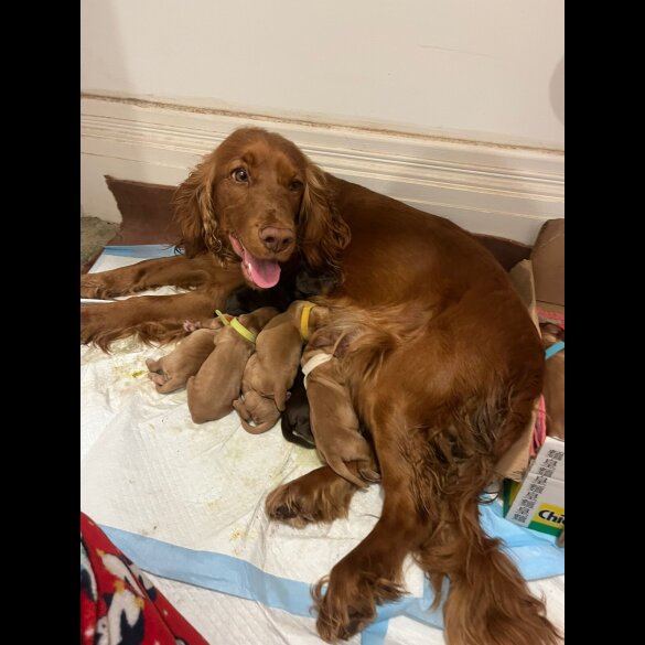 Cocker Spaniel (Show)