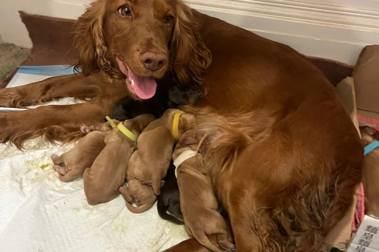 Cocker Spaniel (Show)