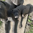 Cane Corso