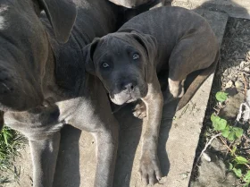 Cane Corso