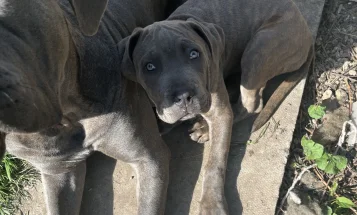 Cane Corso