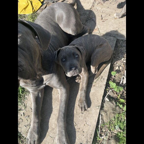 Cane Corso