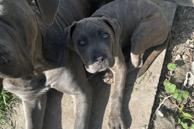 Cane Corso