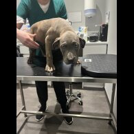 Cane Corso