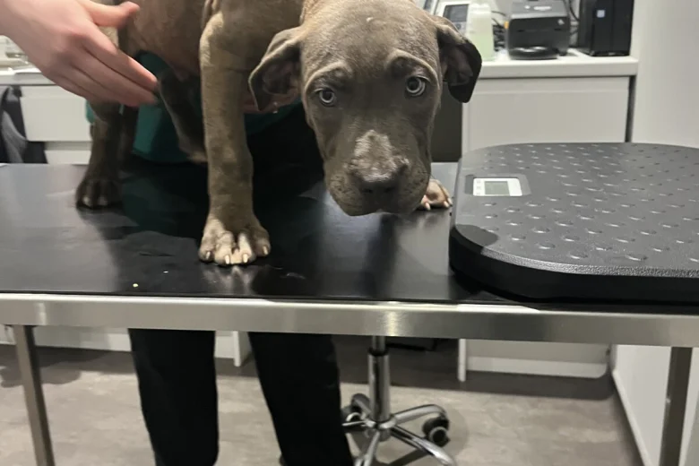 Cane Corso