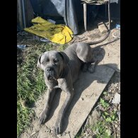 Cane Corso