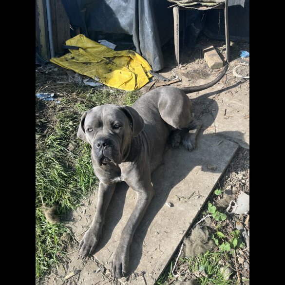 Cane Corso
